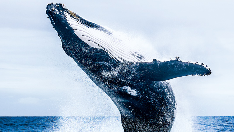 在東加群島捕捉到的鯨魚躍起瞬間，當下煩惱彷彿跟著泡沫一同散去。